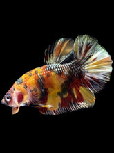 Load image into Gallery viewer, Male Halfmoon Plakat - Nemo Copper #943 - Live Betta Fish
