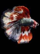 Load image into Gallery viewer, Male Fullmoon - Red Koi Copper #944 - Live Betta Fish
