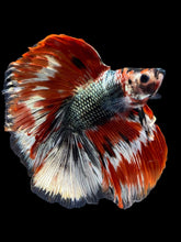 Load image into Gallery viewer, Male Fullmoon - Red Koi Copper #944 - Live Betta Fish
