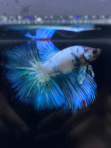 Male Halfmoon - Blue Tail #947 - Live Betta Fish