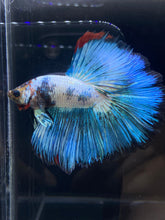 Load image into Gallery viewer, Male Halfmoon - Blue Tail #947 - Live Betta Fish
