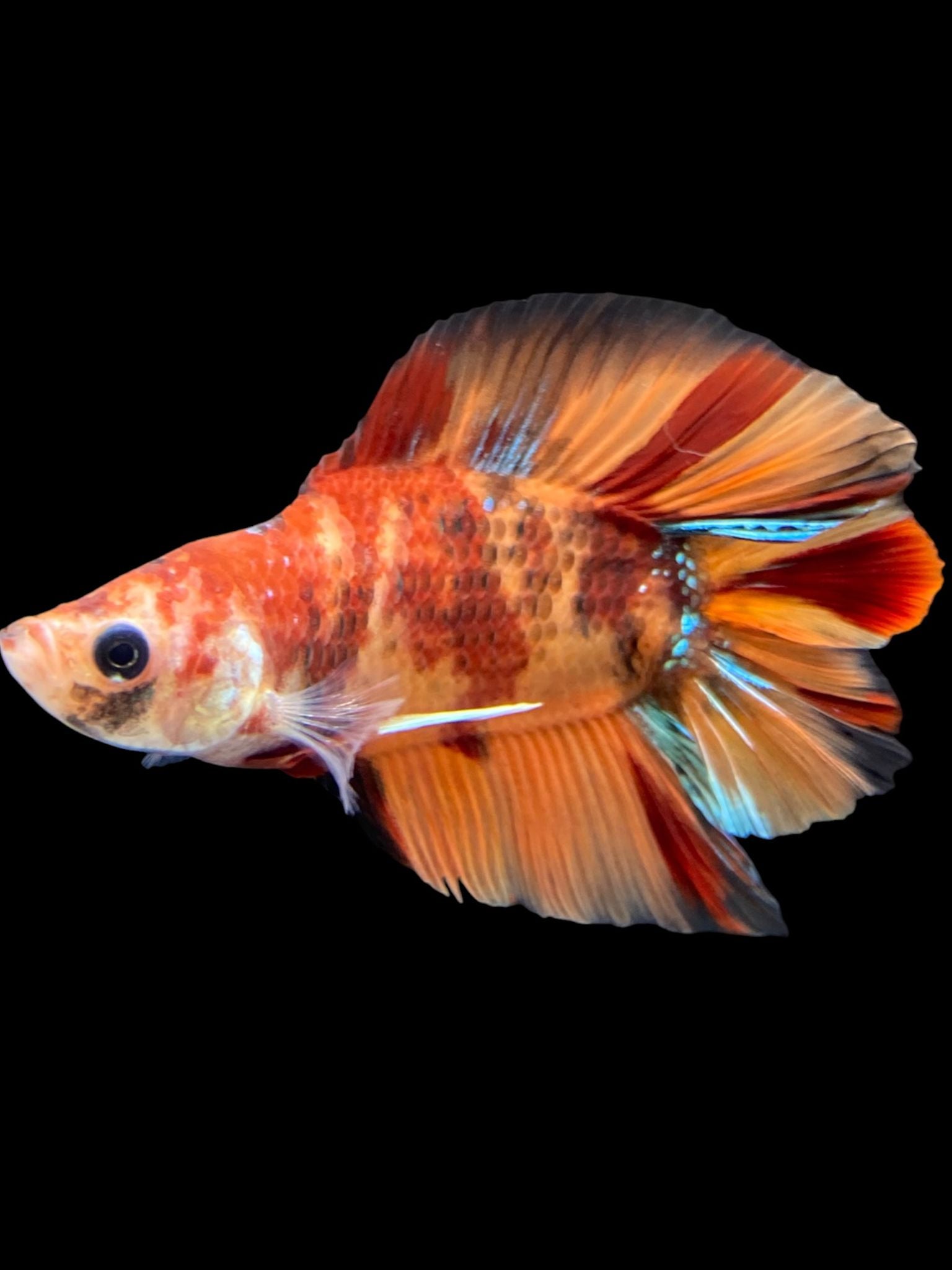 Male Double Tail - Nemo Galaxy #948 - Live Betta Fish – Tucky's Bettas