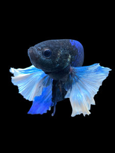 GIANT Male Halfmoon Plakat - Dumbo #948 - Live Betta Fish