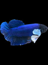 Load image into Gallery viewer, GIANT Male Halfmoon Plakat - Dumbo #948 - Live Betta Fish
