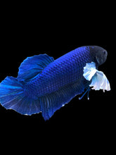 Load image into Gallery viewer, GIANT Male Halfmoon Plakat - Dumbo #948 - Live Betta Fish
