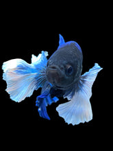 Load image into Gallery viewer, GIANT Male Halfmoon Plakat - Dumbo #948 - Live Betta Fish
