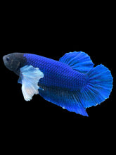 Load image into Gallery viewer, GIANT Male Halfmoon Plakat - Dumbo #948 - Live Betta Fish

