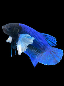 GIANT Male Halfmoon Plakat - Dumbo #948 - Live Betta Fish