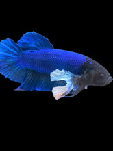 Load image into Gallery viewer, GIANT Male Halfmoon Plakat - Dumbo #948 - Live Betta Fish
