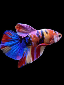Male Halfmoon Plakat - Multicolor #949 - Live Betta Fish