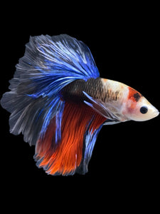 Male Rosetail - Tancho #950 - Live Betta Fish