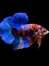 Load image into Gallery viewer, GIANT Male Halfmoon Plakat - Galaxy #951 - Live Betta Fish
