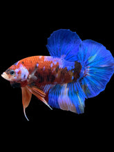 Load image into Gallery viewer, GIANT Male Halfmoon Plakat - Galaxy #951 - Live Betta Fish
