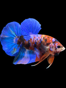 GIANT Male Halfmoon Plakat - Galaxy #951 - Live Betta Fish