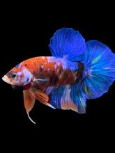 Load image into Gallery viewer, GIANT Male Halfmoon Plakat - Galaxy #951 - Live Betta Fish
