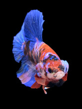 Load image into Gallery viewer, GIANT Male Halfmoon Plakat - Galaxy #951 - Live Betta Fish
