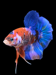 GIANT Male Halfmoon Plakat - Galaxy #951 - Live Betta Fish