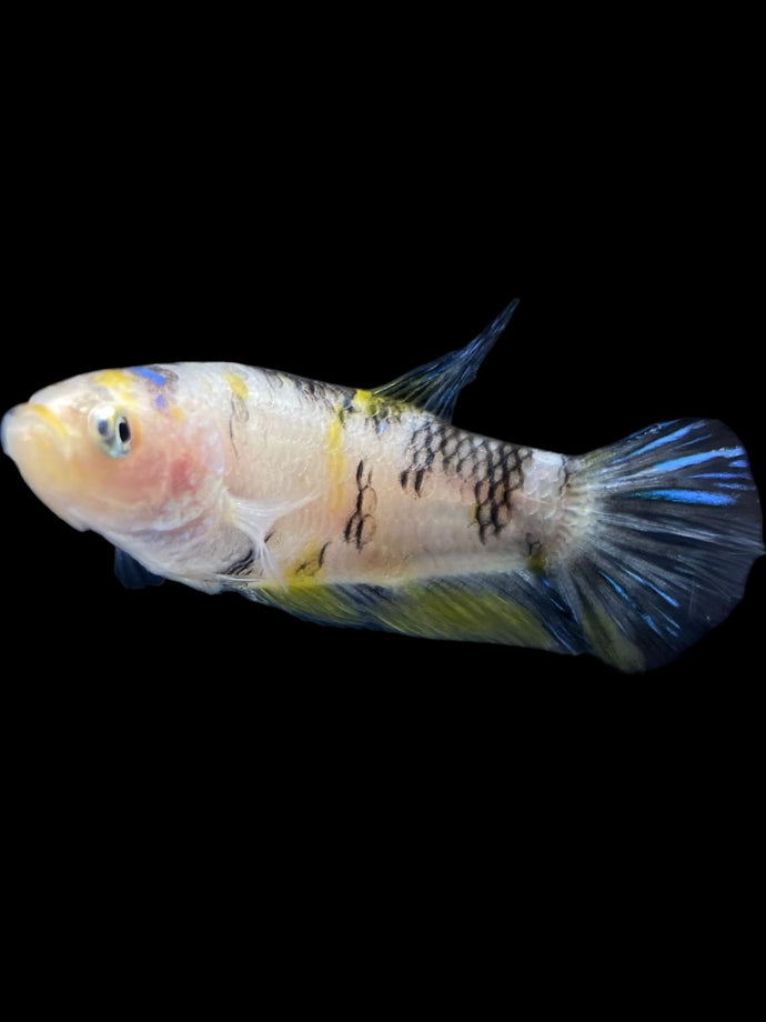 Female Halfmoon Plakat - Bumblebee #952 - Live Betta Fish