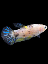 Load image into Gallery viewer, Female Halfmoon Plakat - Bumblebee #952 - Live Betta Fish
