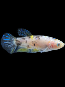 Female Halfmoon Plakat - Bumblebee #952 - Live Betta Fish
