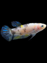 Load image into Gallery viewer, Female Halfmoon Plakat - Bumblebee #952 - Live Betta Fish
