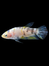Load image into Gallery viewer, Female Halfmoon Plakat - Bumblebee #952 - Live Betta Fish
