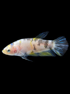 Female Halfmoon Plakat - Bumblebee #952 - Live Betta Fish