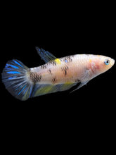 Load image into Gallery viewer, Female Halfmoon Plakat - Bumblebee #952 - Live Betta Fish
