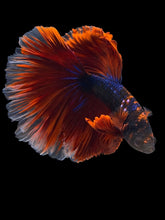 Load image into Gallery viewer, Male Halfmoon - Blue Avatar Red Tail #953 - Live Betta Fish
