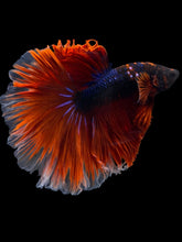Load image into Gallery viewer, Male Halfmoon - Blue Avatar Red Tail #953 - Live Betta Fish
