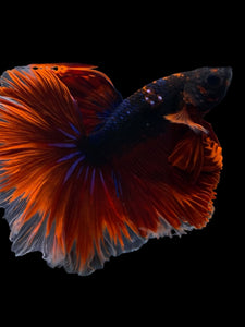 Male Halfmoon - Blue Avatar Red Tail #953 - Live Betta Fish