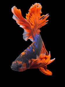 Male Halfmoon - Blue Avatar Red Tail #953 - Live Betta Fish