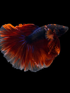 Male Halfmoon - Blue Avatar Red Tail #953 - Live Betta Fish