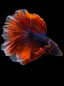 Male Halfmoon - Blue Avatar Red Tail #953 - Live Betta Fish