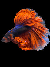 Load image into Gallery viewer, Male Halfmoon - Blue Avatar Red Tail #953 - Live Betta Fish

