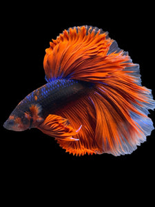 Male Halfmoon - Blue Avatar Red Tail #953 - Live Betta Fish