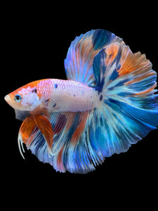 Male Rosetail - Candy Unicorn #954 - Live Betta Fish