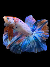 Load image into Gallery viewer, Male Rosetail - Candy Unicorn #954 - Live Betta Fish
