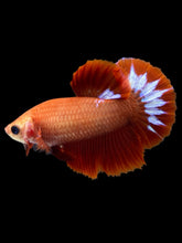 Load image into Gallery viewer, Female Halfmoon Plakat - Startail #955 - Live Betta Fish
