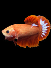 Load image into Gallery viewer, Female Halfmoon Plakat - Startail #955 - Live Betta Fish
