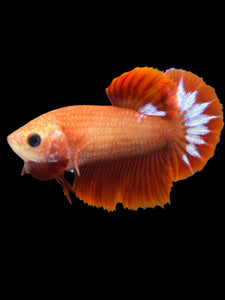 Female Halfmoon Plakat - Startail #955 - Live Betta Fish