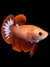 Load image into Gallery viewer, Female Halfmoon Plakat - Startail #955 - Live Betta Fish

