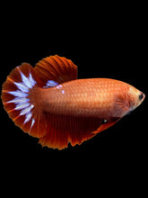 Load image into Gallery viewer, Female Halfmoon Plakat - Startail #955 - Live Betta Fish
