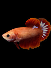 Load image into Gallery viewer, Female Halfmoon Plakat - Startail #955 - Live Betta Fish
