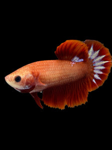 Female Halfmoon Plakat - Startail #955 - Live Betta Fish