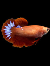 Load image into Gallery viewer, Female Halfmoon Plakat - Startail #955 - Live Betta Fish
