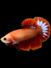 Load image into Gallery viewer, Female Halfmoon Plakat - Startail #955 - Live Betta Fish
