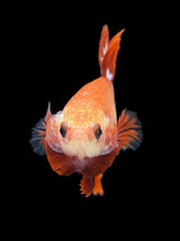 Load image into Gallery viewer, Female Halfmoon Plakat - Startail #955 - Live Betta Fish

