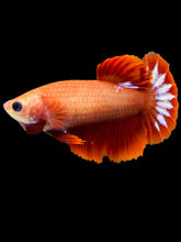 Load image into Gallery viewer, Female Halfmoon Plakat - Startail #955 - Live Betta Fish
