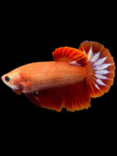 Load image into Gallery viewer, Female Halfmoon Plakat - Startail #955 - Live Betta Fish
